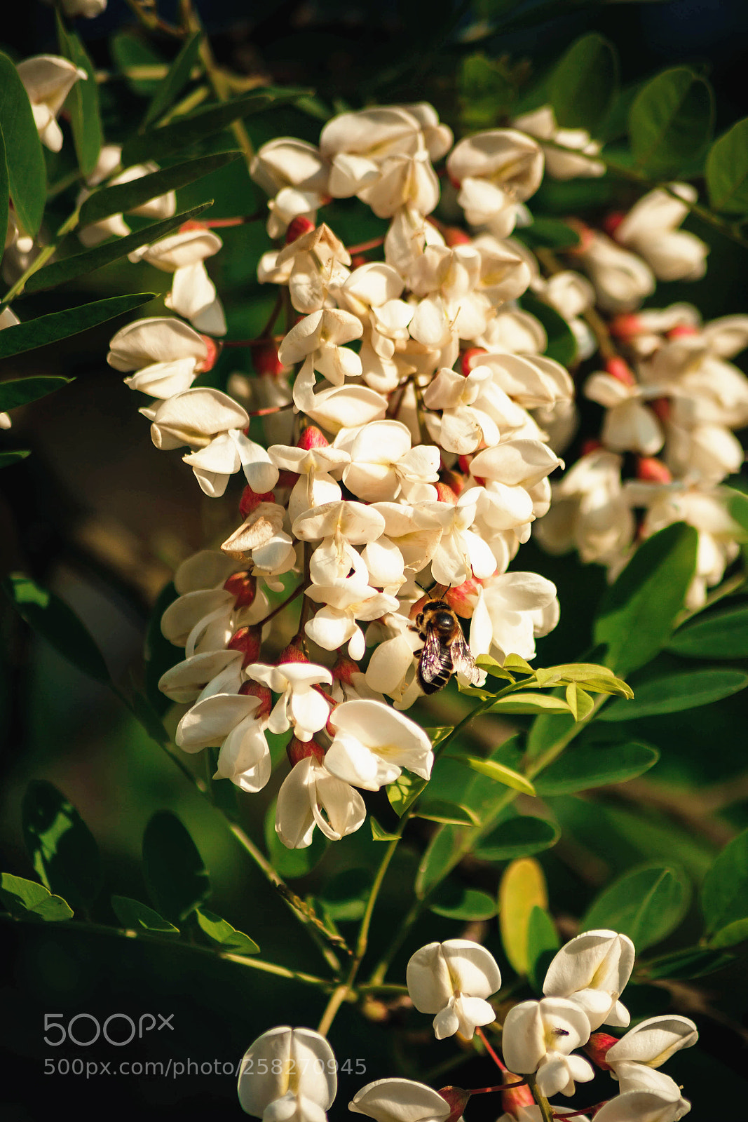 Canon EOS 5D Mark II sample photo. Locust tree and bee photography
