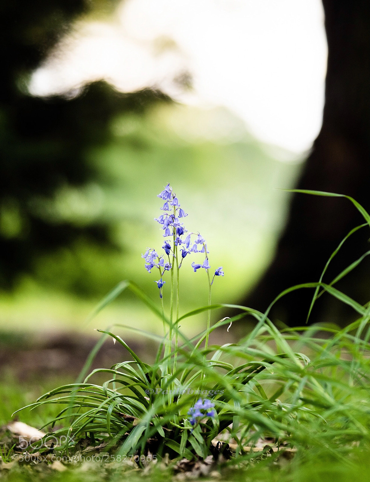 Nikon D810 sample photo. Bluebells photography