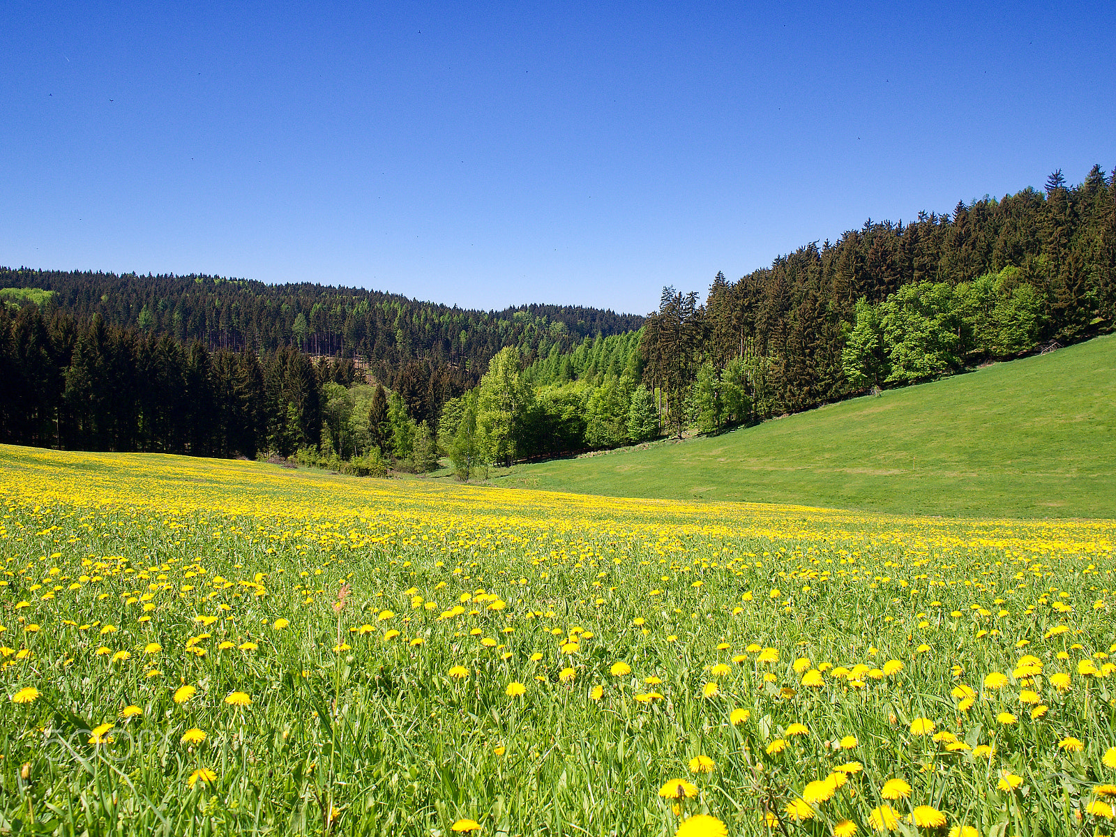 Olympus PEN E-PL5 sample photo. Spring has sprung photography