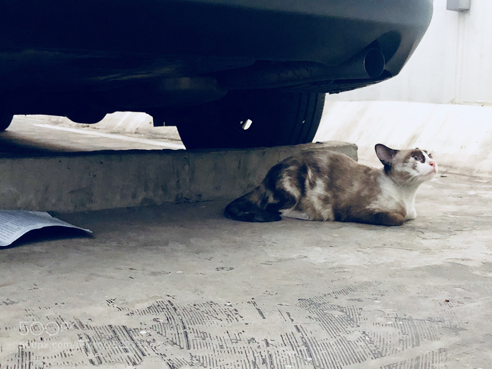Apple iPhone 8 Plus sample photo. A little stray cat  photography