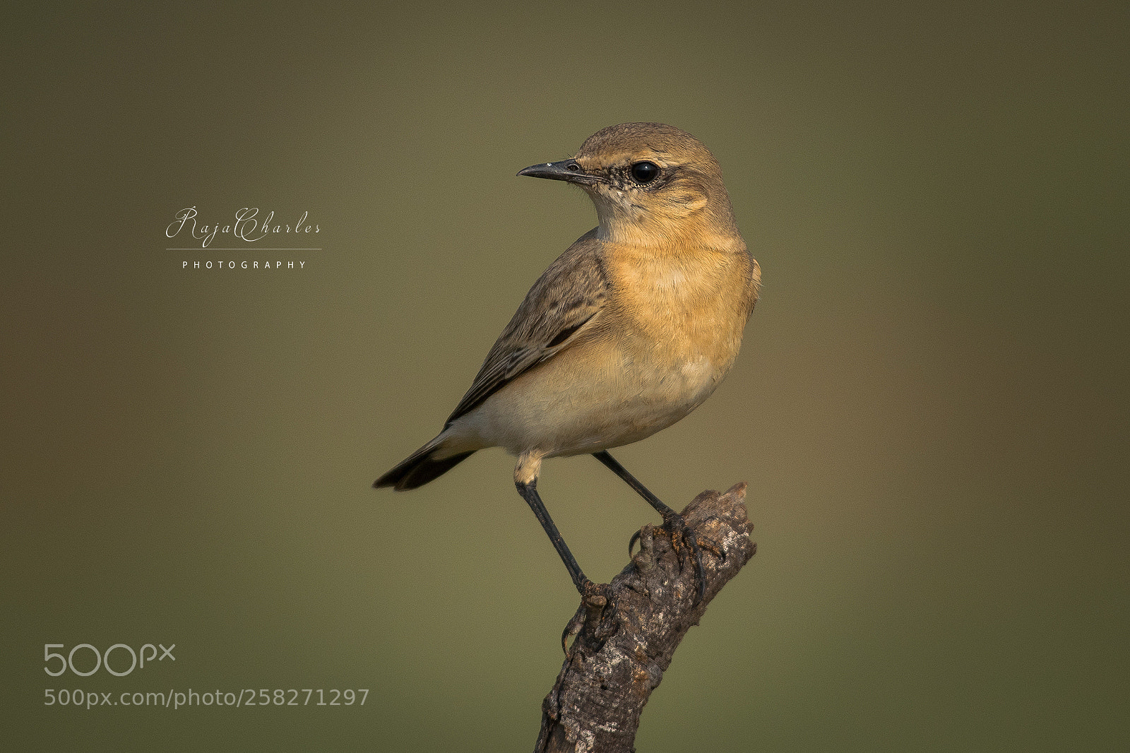 Nikon D810 sample photo. Isabelline wheatear photography