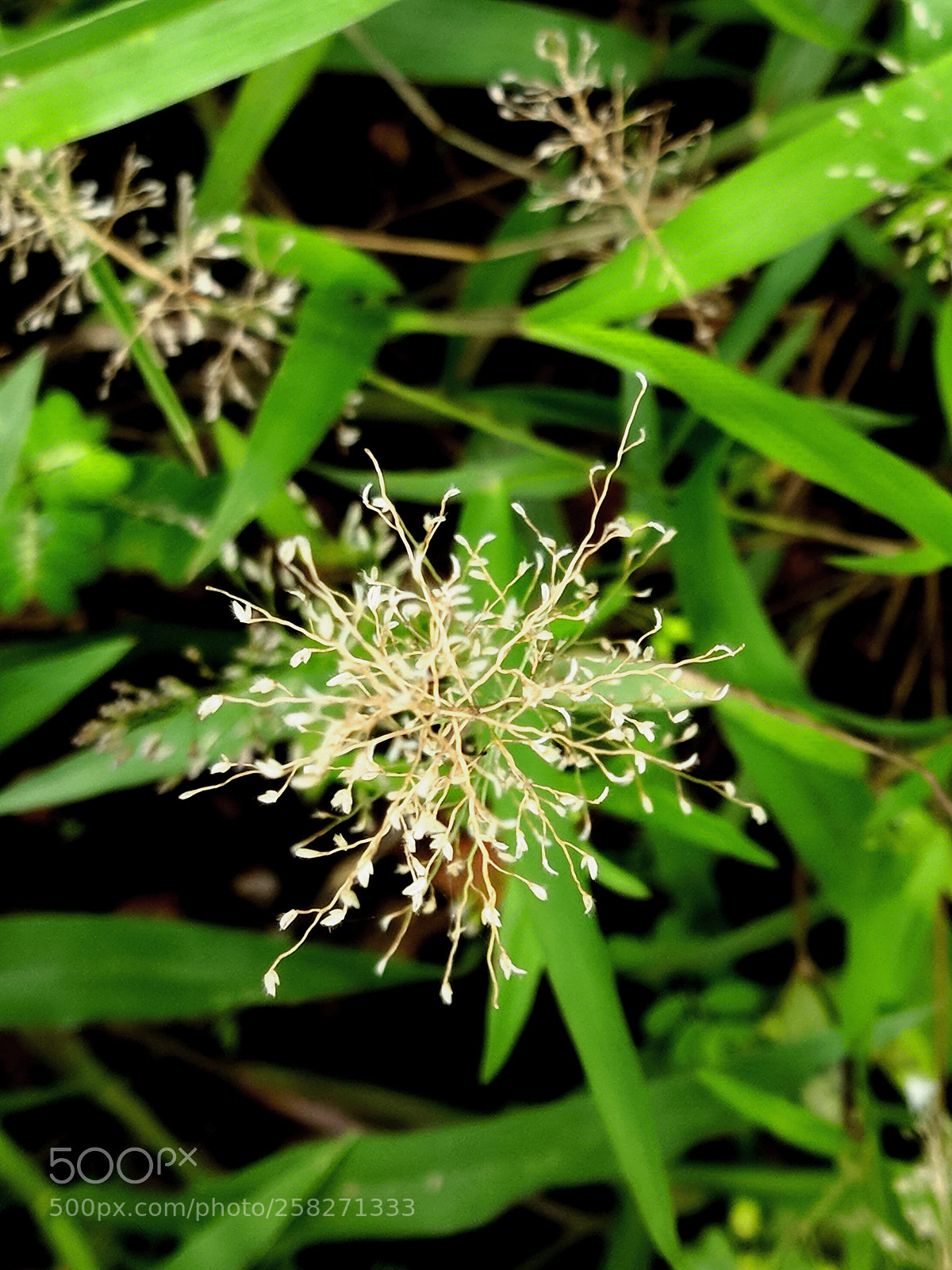 Xiaomi Mi A1 sample photo. Weed photography