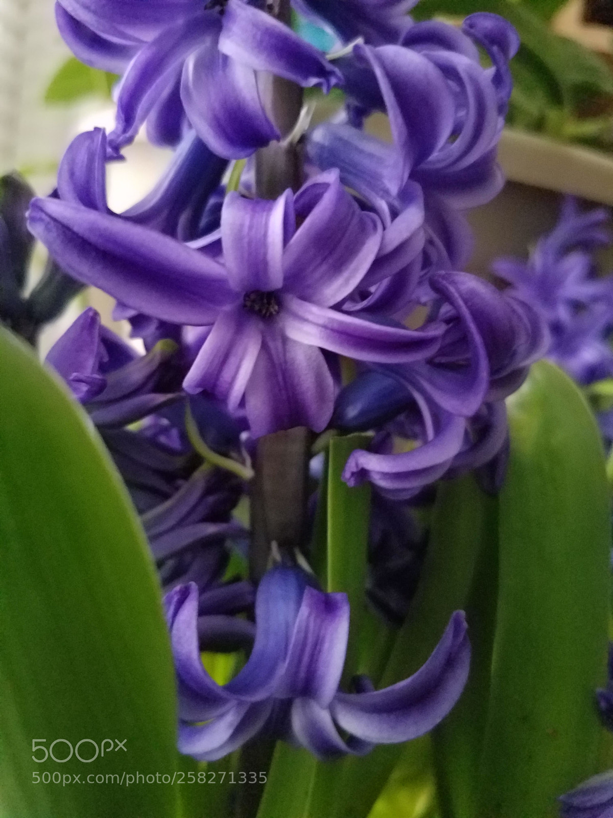 Samsung Galaxy S7 sample photo. Lovely photography