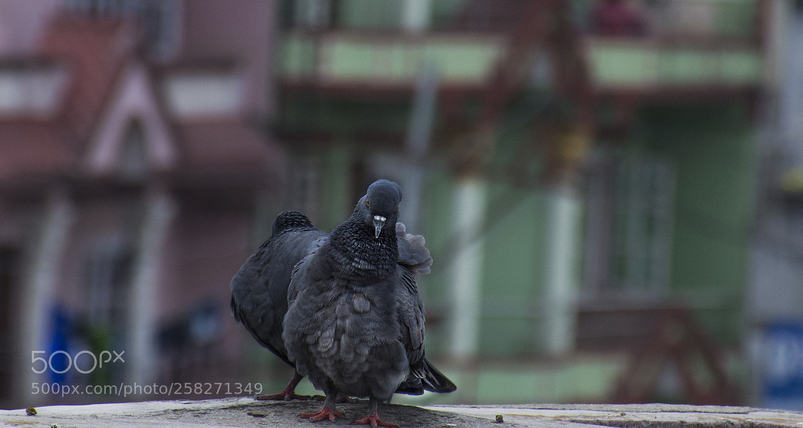 Nikon D7200 sample photo. Untitled photography