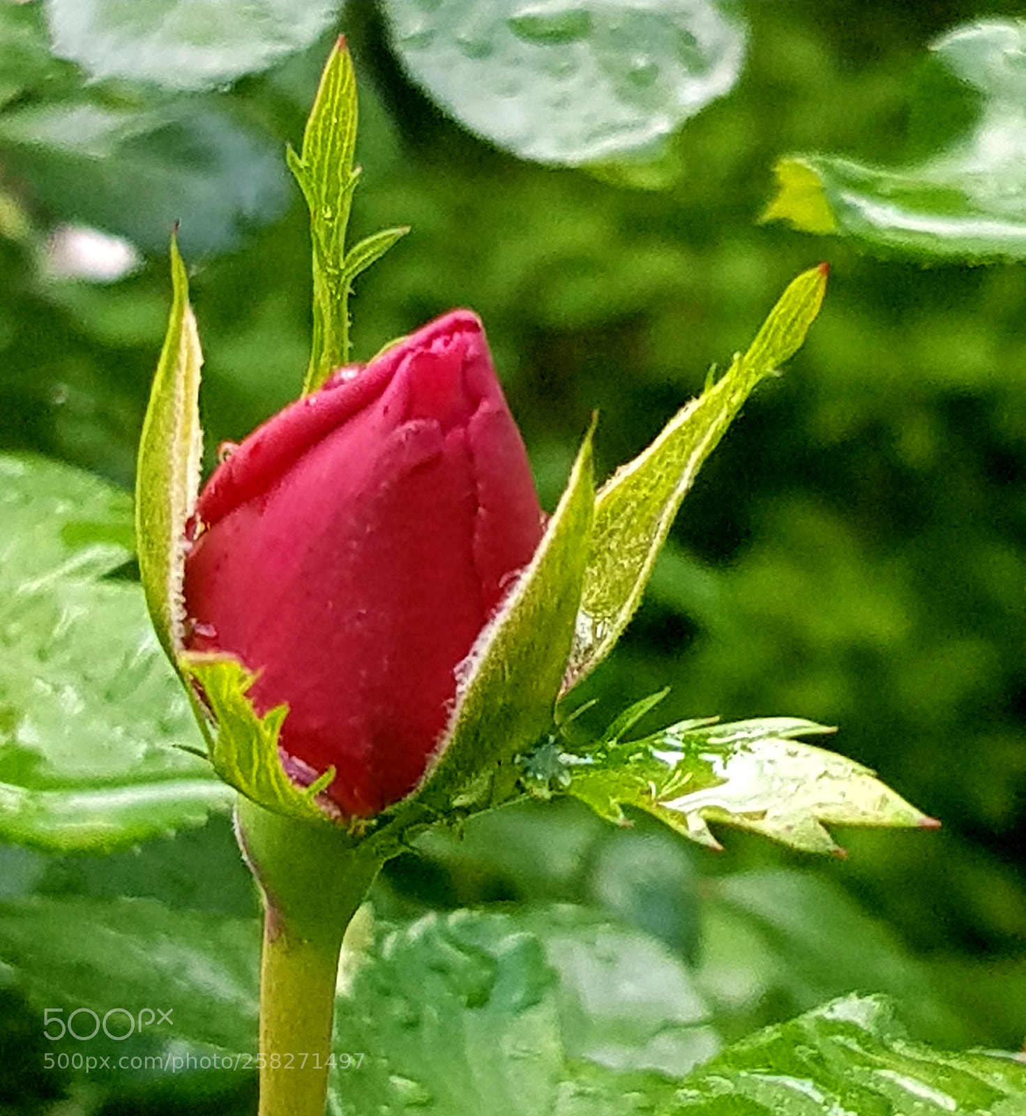 Samsung Galaxy S8 sample photo. La rose photography