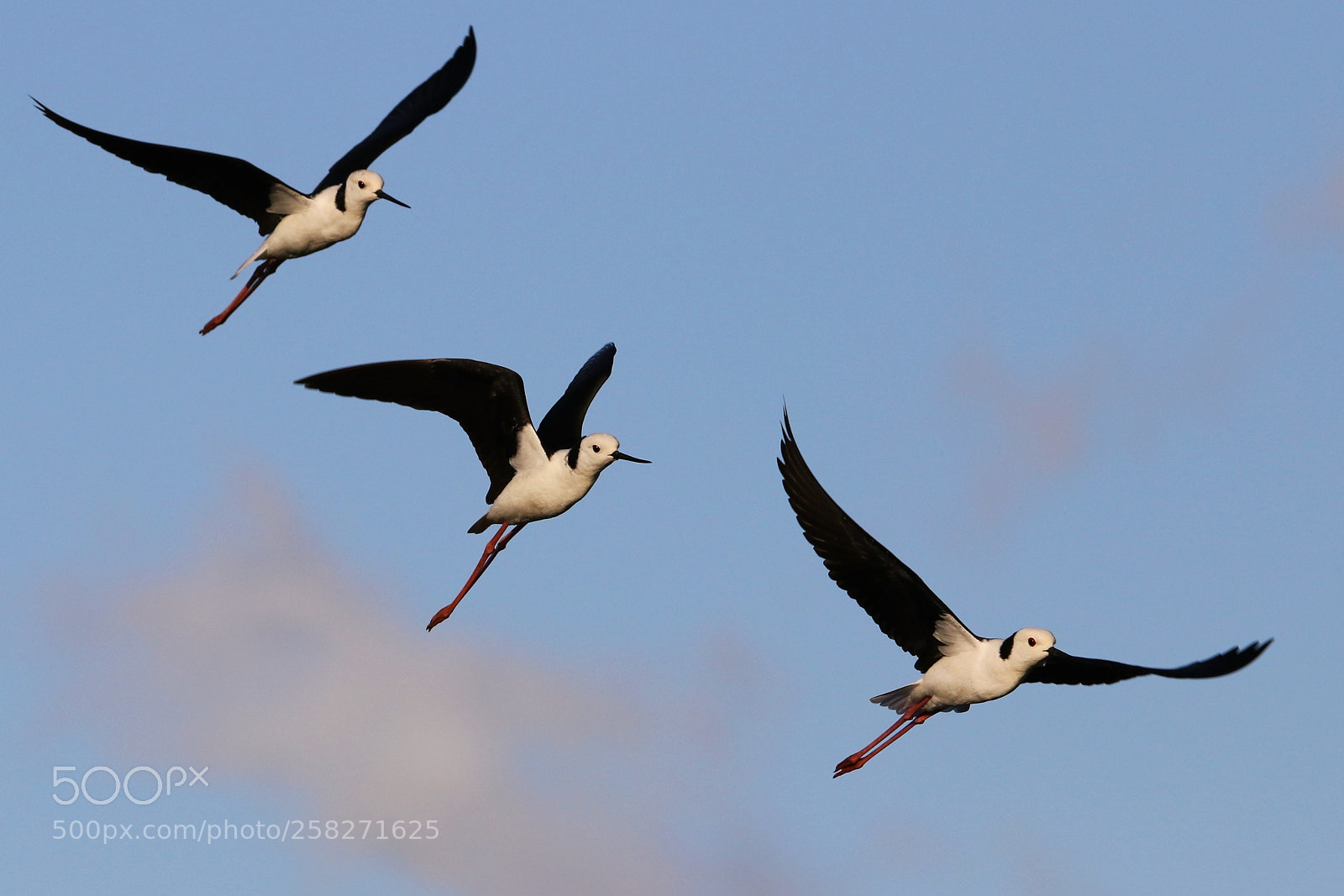 Canon EOS 80D sample photo. Stilt trio photography