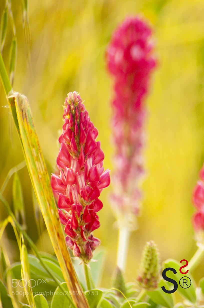 Nikon D700 sample photo. Ts 7 photography