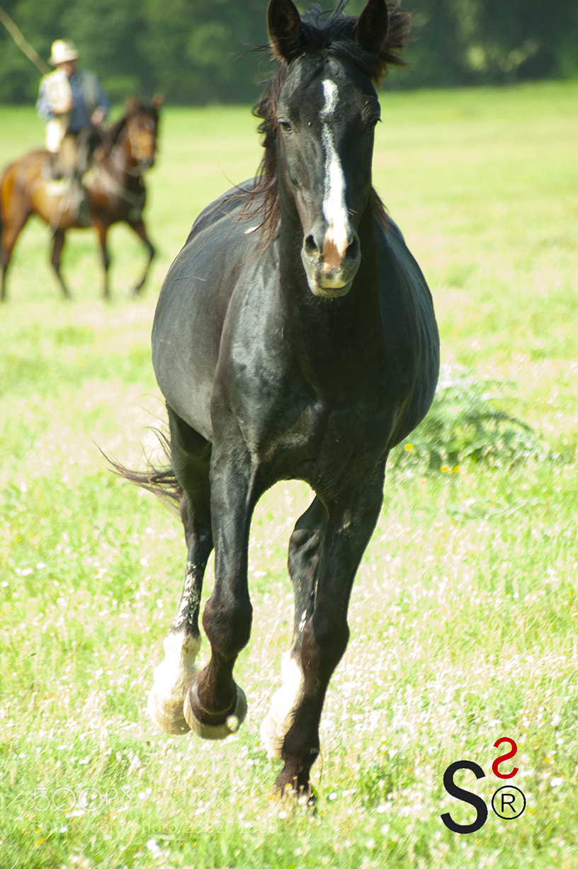 Nikon D700 sample photo. Ts 8 photography
