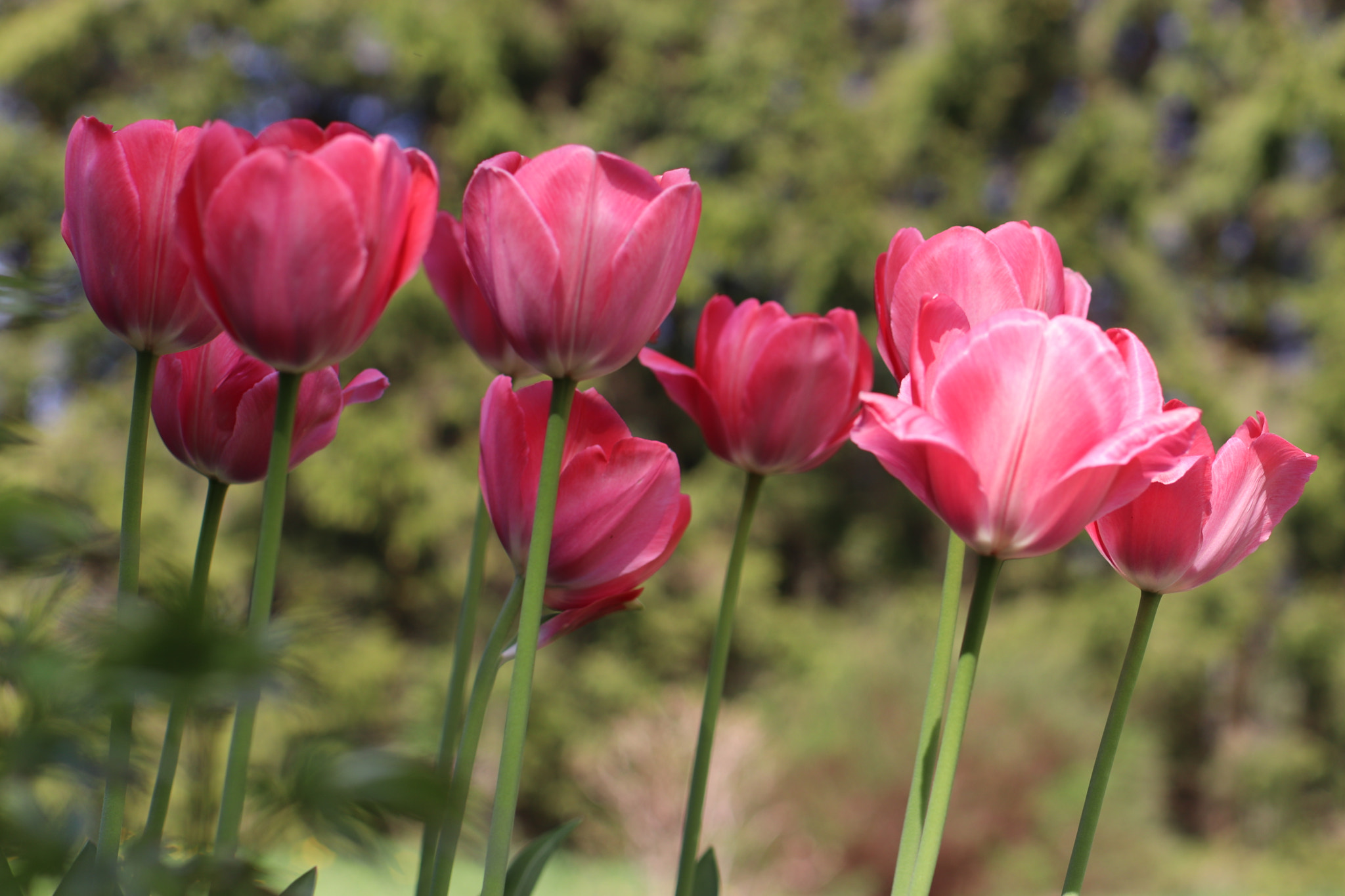 Canon EOS 200D (EOS Rebel SL2 / EOS Kiss X9) sample photo. Tulips photography