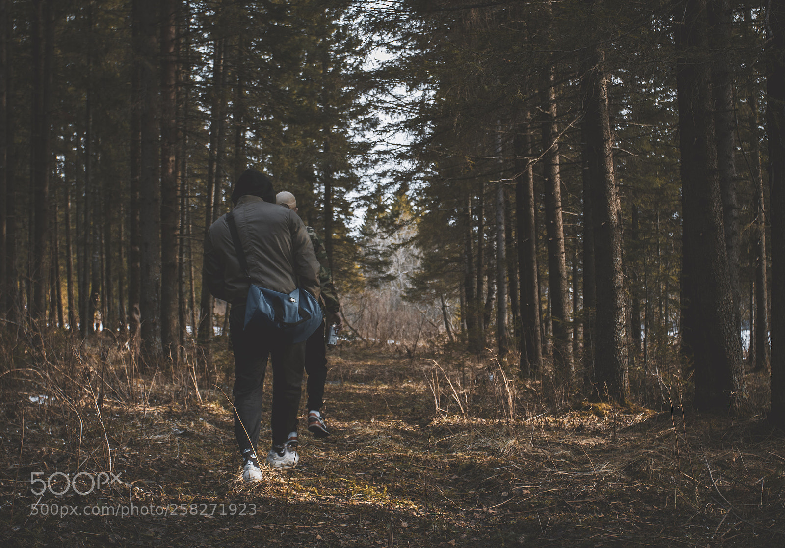 Canon EOS 7D Mark II sample photo. Russia/forest photography