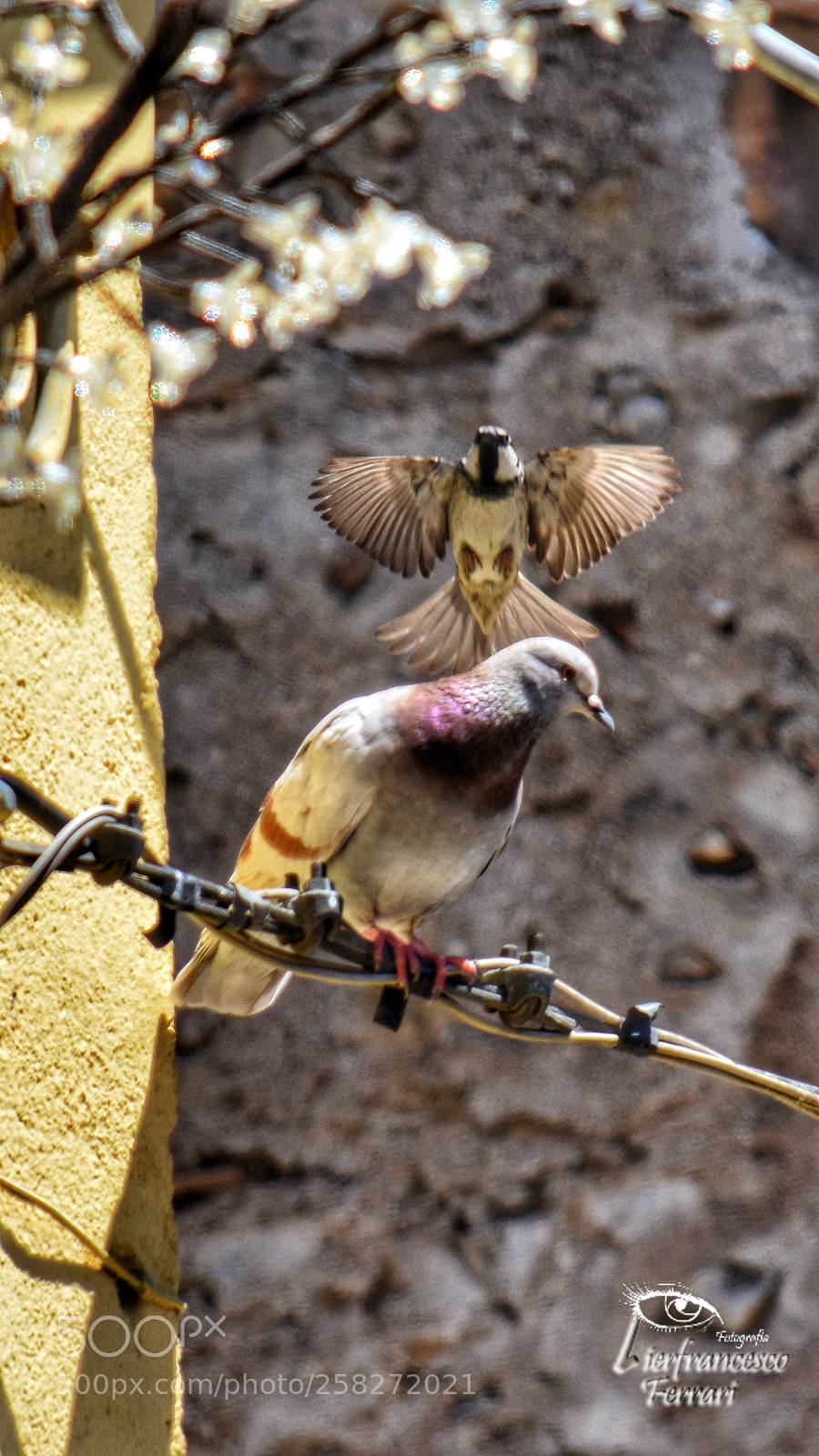 Nikon D7200 sample photo. Al volo ?♥? photography