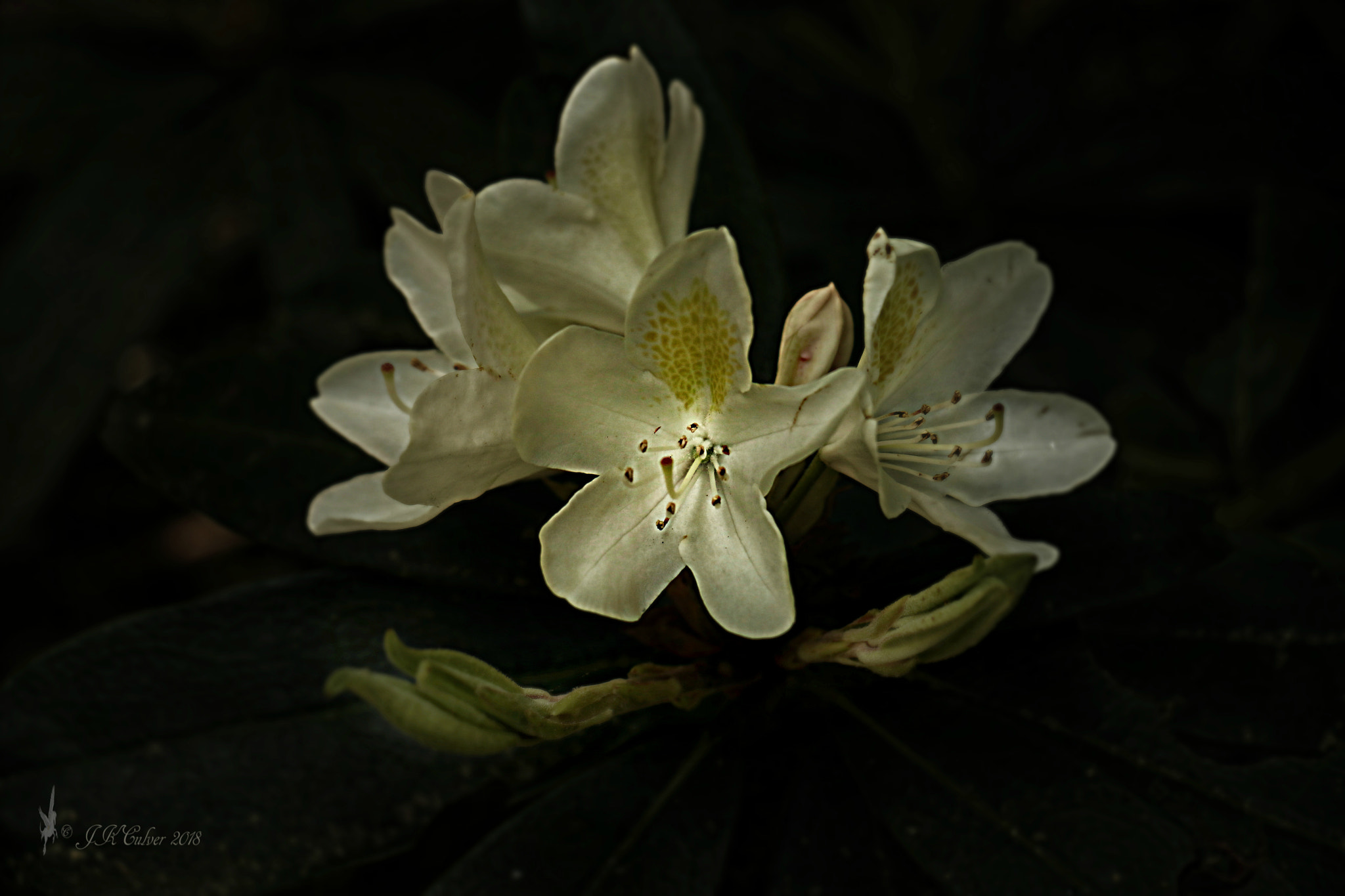 Canon EOS 77D (EOS 9000D / EOS 770D) sample photo. And another beauty photography