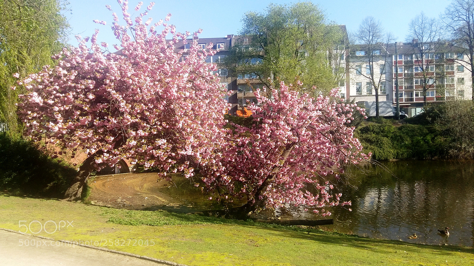 Samsung Galaxy A5 sample photo. Pink! photography