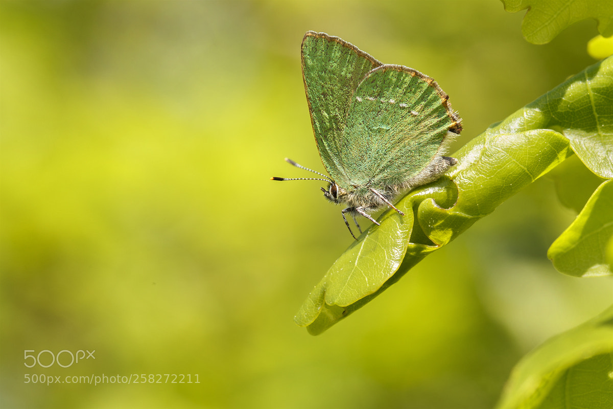 Canon EOS 6D sample photo. Green hairstreak photography