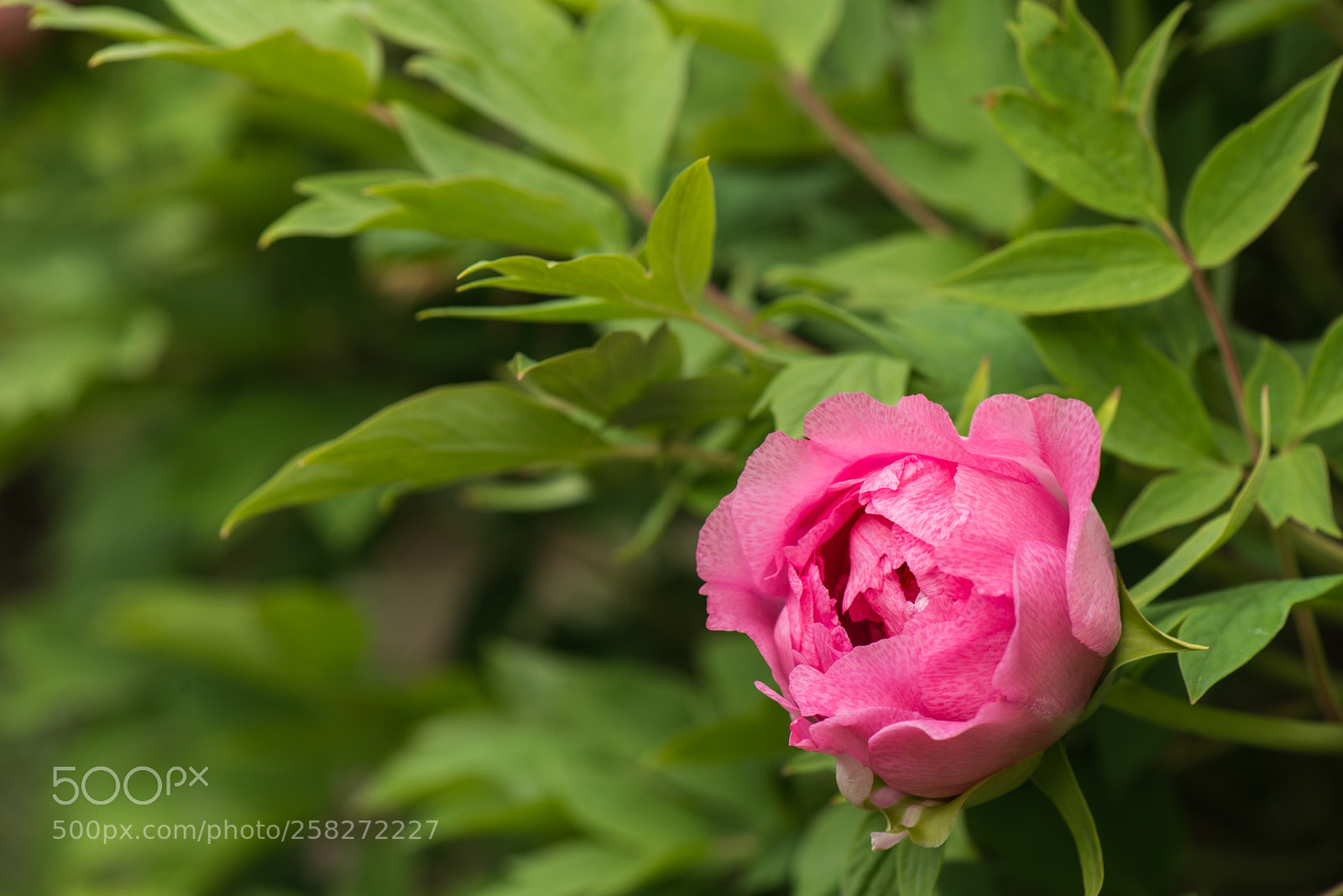 Nikon D800E sample photo. Subshrubby peony flower photography
