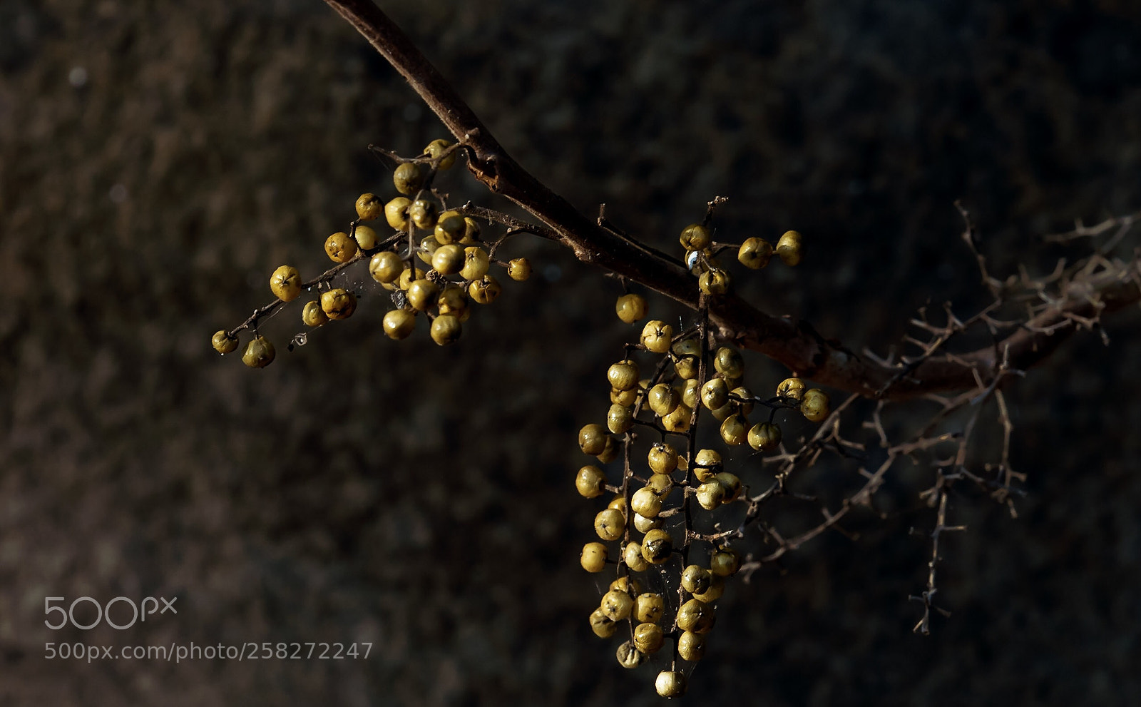 Nikon D5500 sample photo. Fruit of the forest  photography