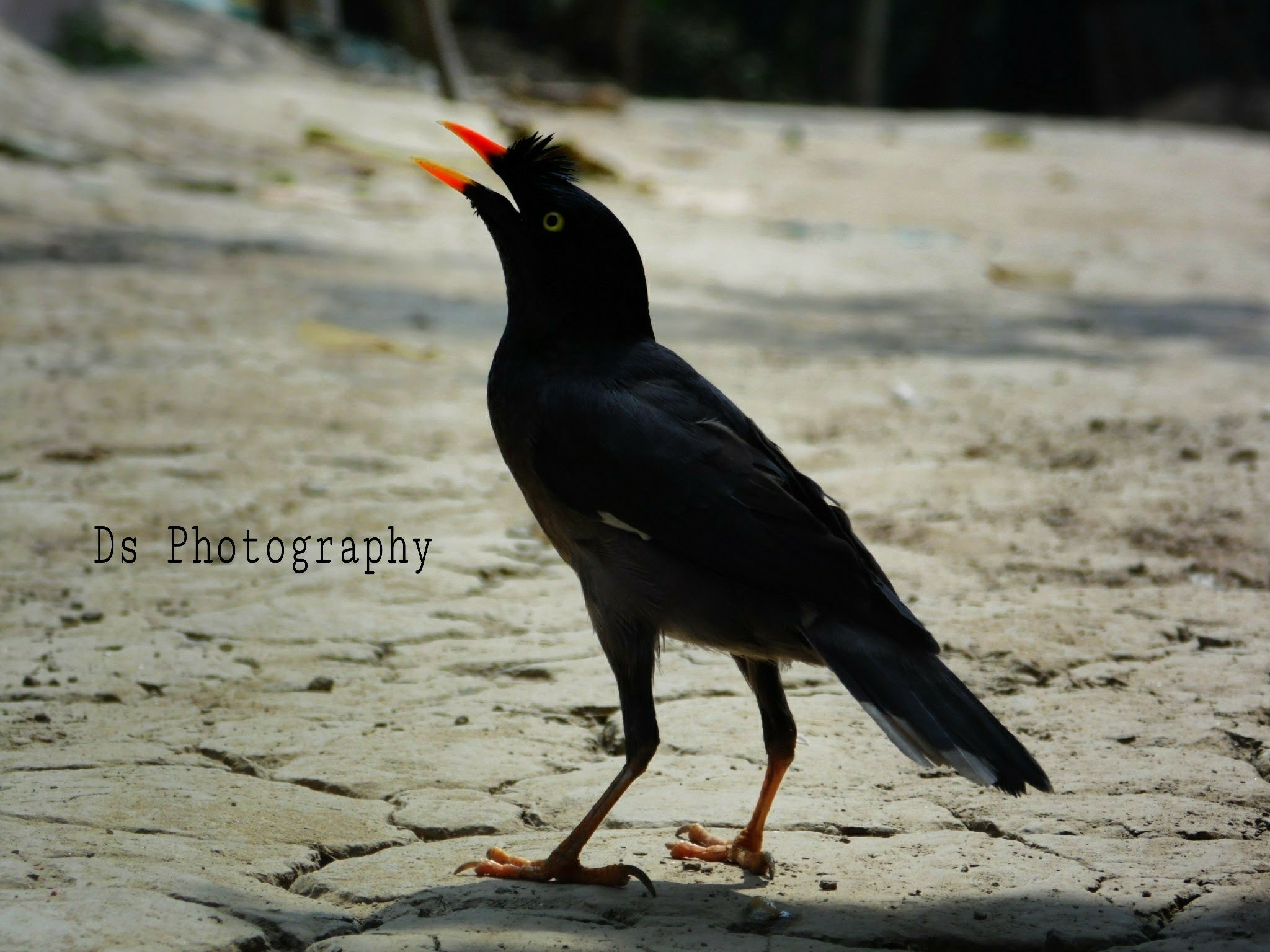 Samsung WB100/  WB101 sample photo