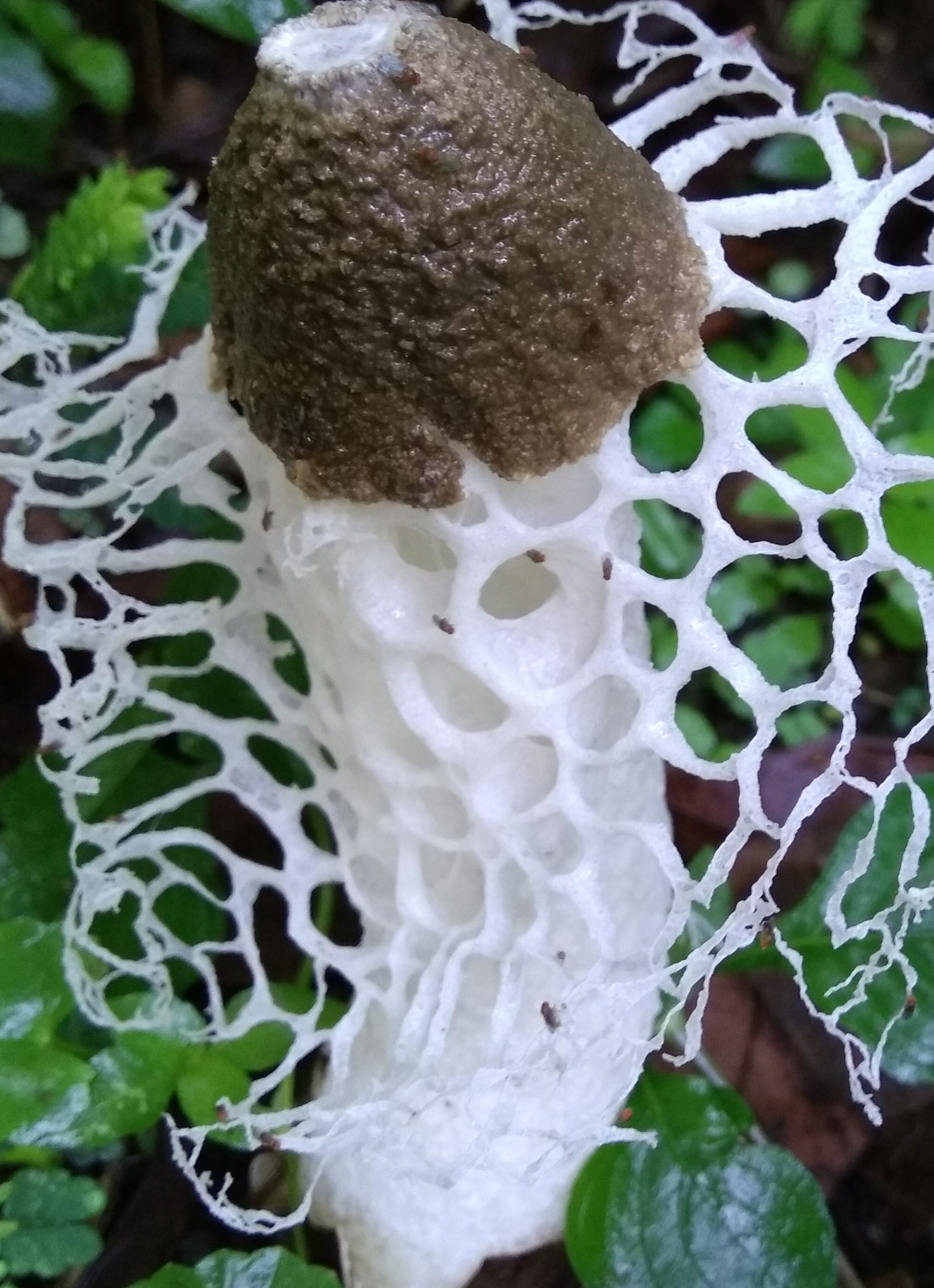 Xiaomi MI MAX sample photo. Phallus indusitus fungus commonly called the bamboo fungus photography