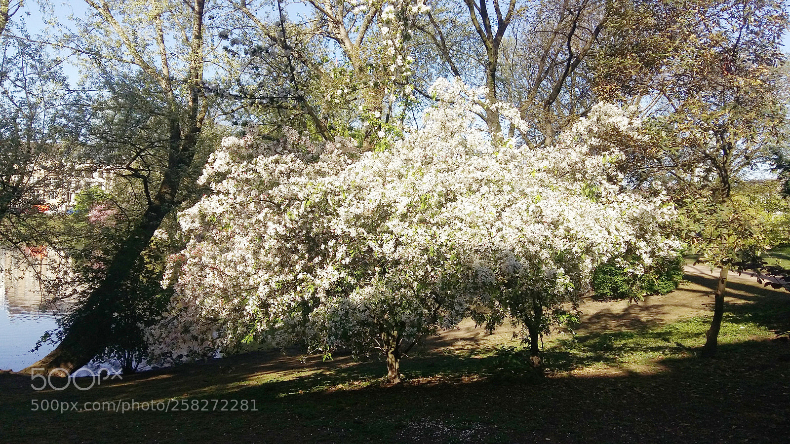 Samsung Galaxy A5 sample photo. White! photography