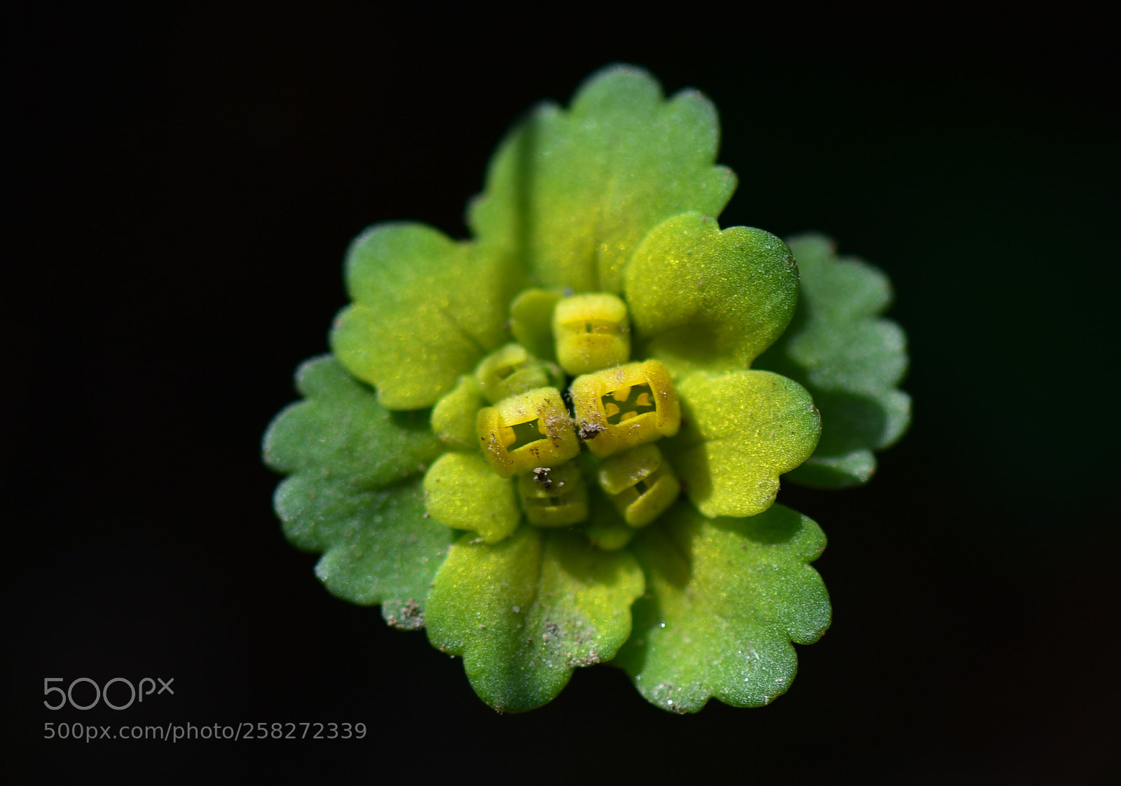 Nikon D810 sample photo. Untitled photography