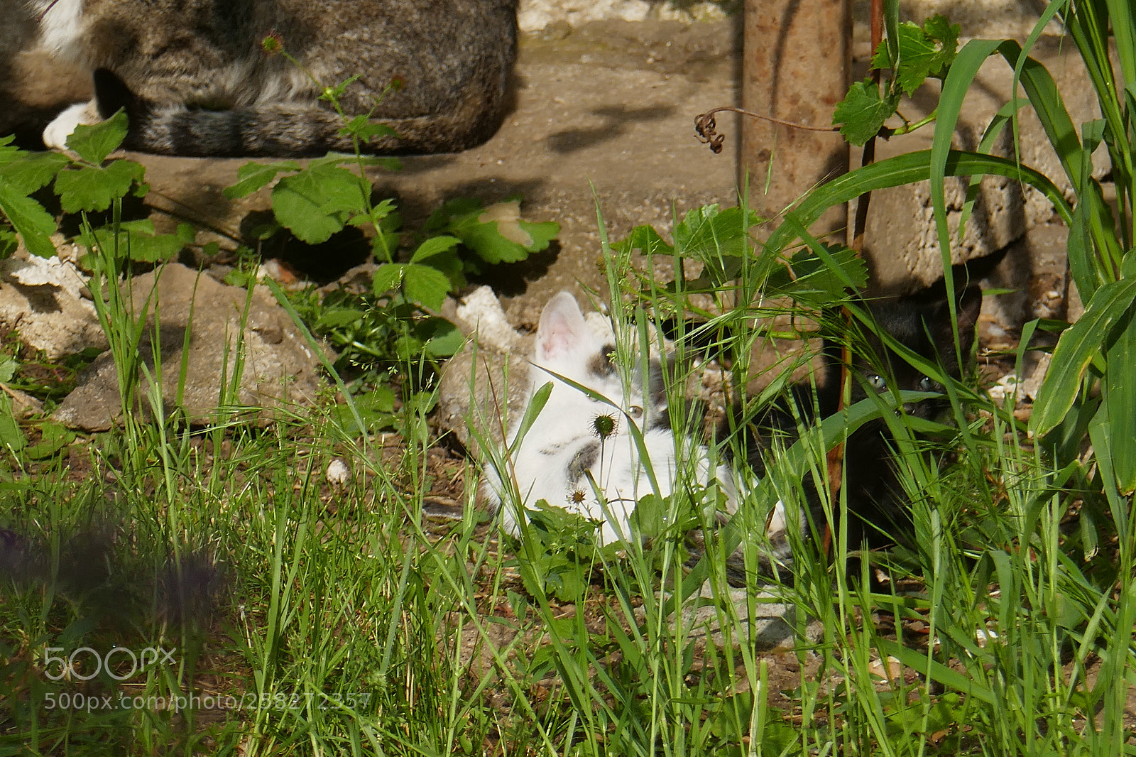 Panasonic Lumix DMC-ZS100 (Lumix DMC-TZ100) sample photo. P photography