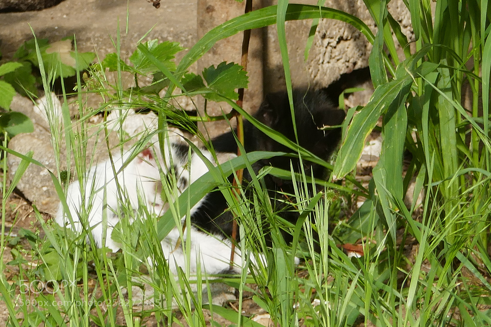 Panasonic Lumix DMC-ZS100 (Lumix DMC-TZ100) sample photo. P photography