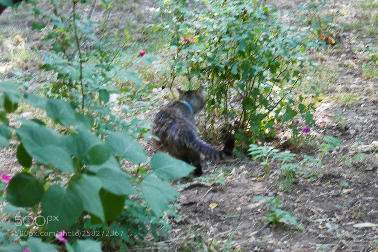 Panasonic Lumix DMC-ZS100 (Lumix DMC-TZ100) sample photo. P photography
