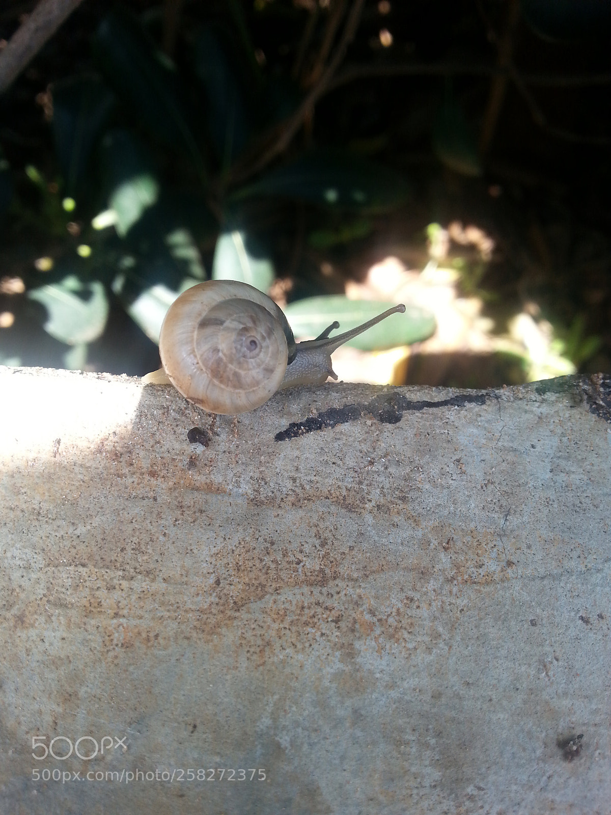 Samsung Galaxy S3 sample photo. Snail_shadow_garden_21032018.jpg photography