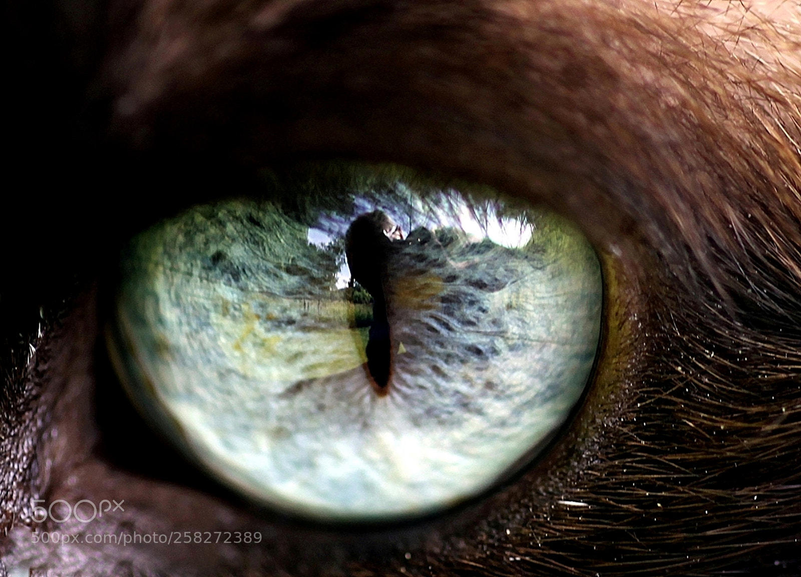 Canon EOS 50D sample photo. In the eye of photography