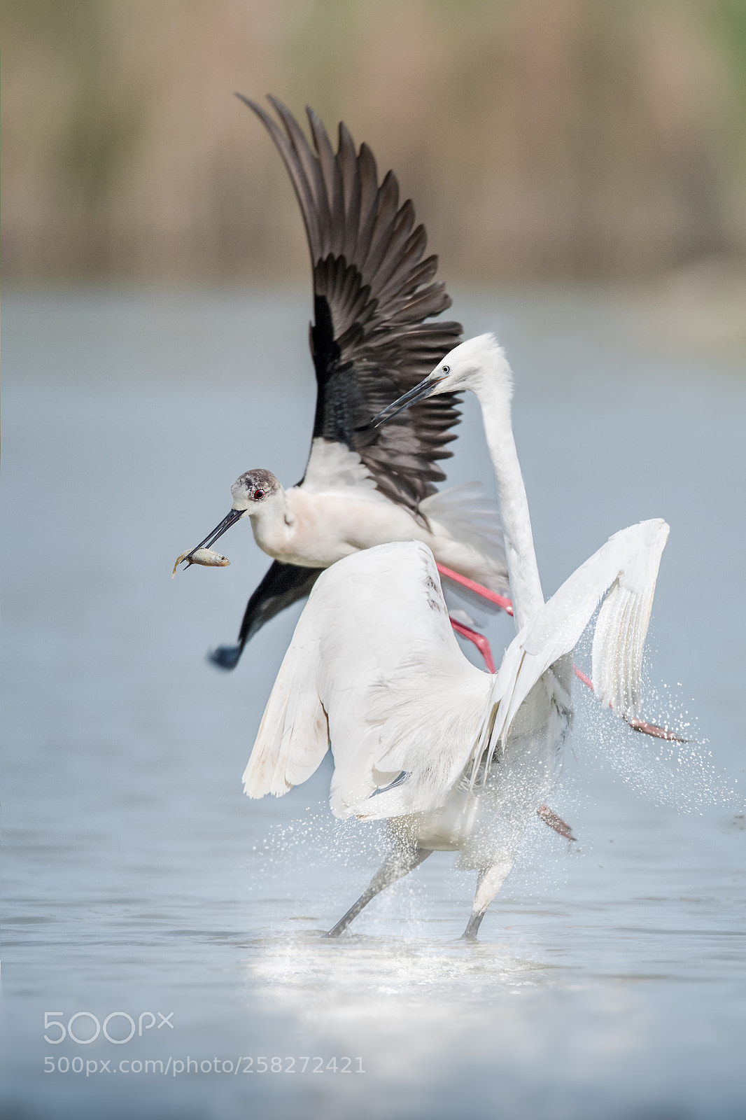 Nikon D810 sample photo. Wild fight photography