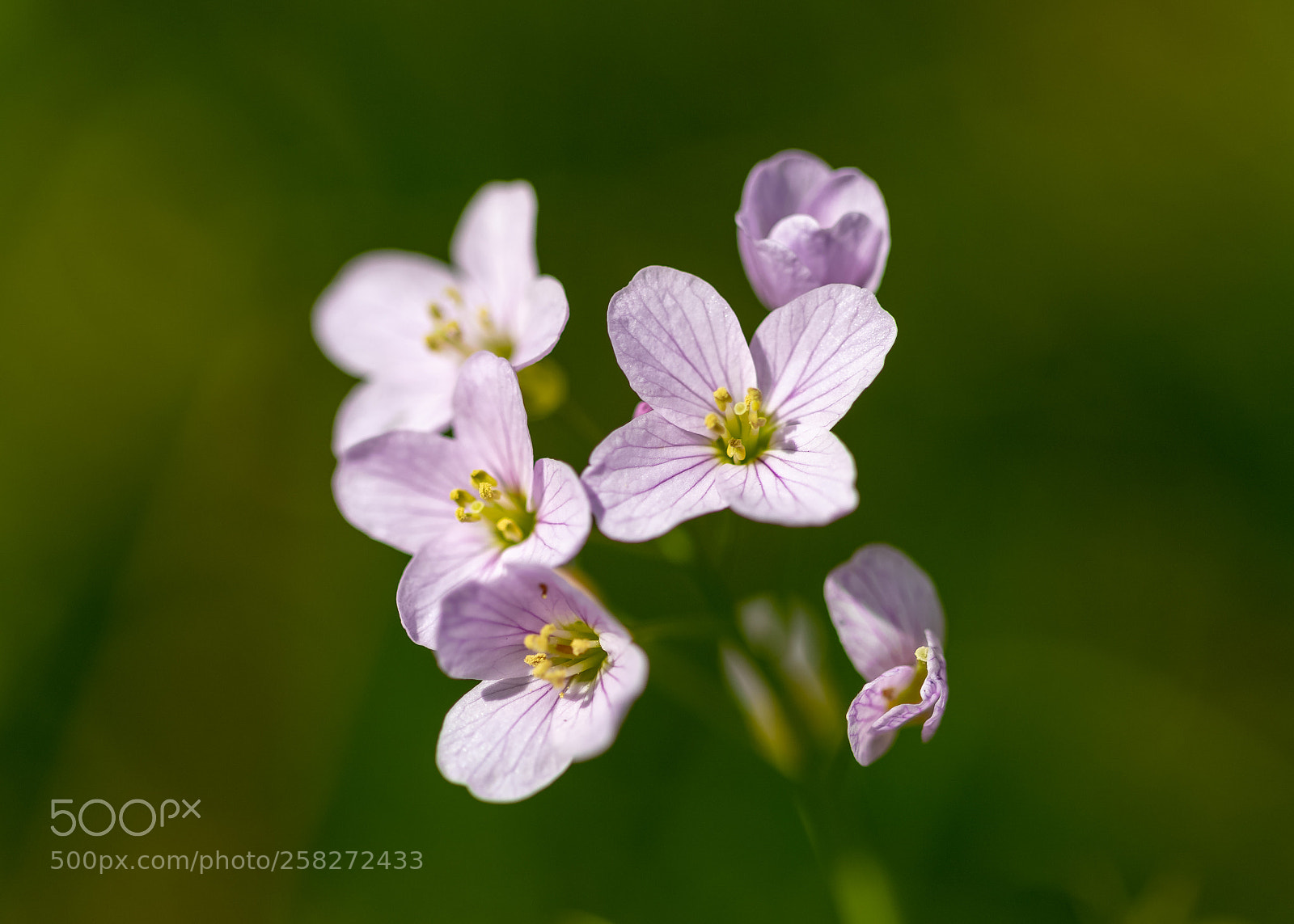 Canon EOS 6D Mark II sample photo. Flower photography