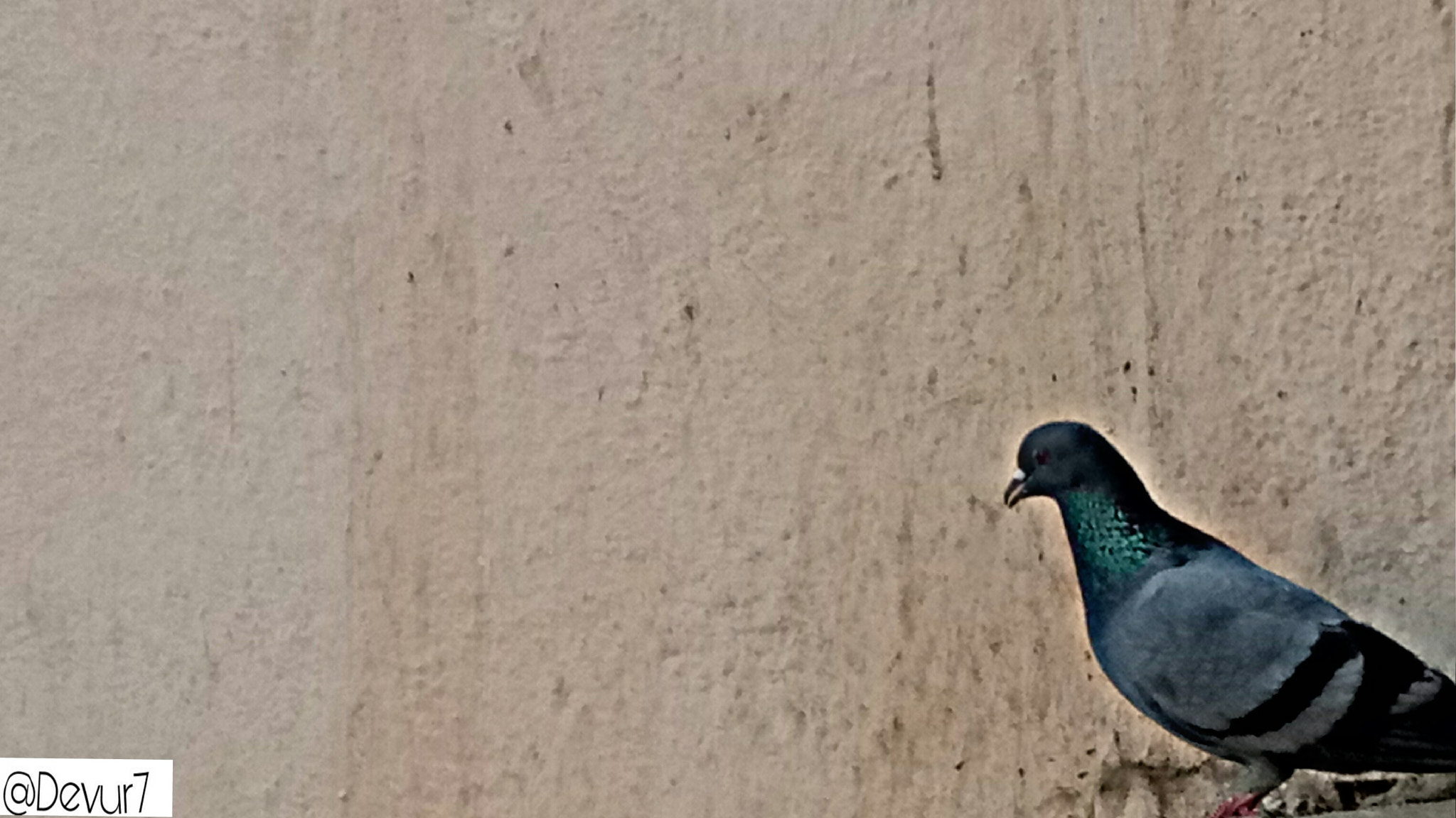 OPPO CPH1609 sample photo. Pigeon photography