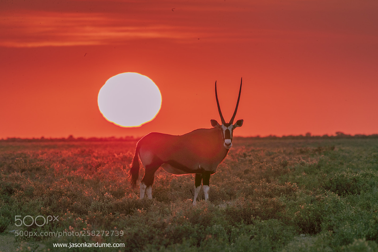 Canon EOS-1D X Mark II sample photo. Oryx photography
