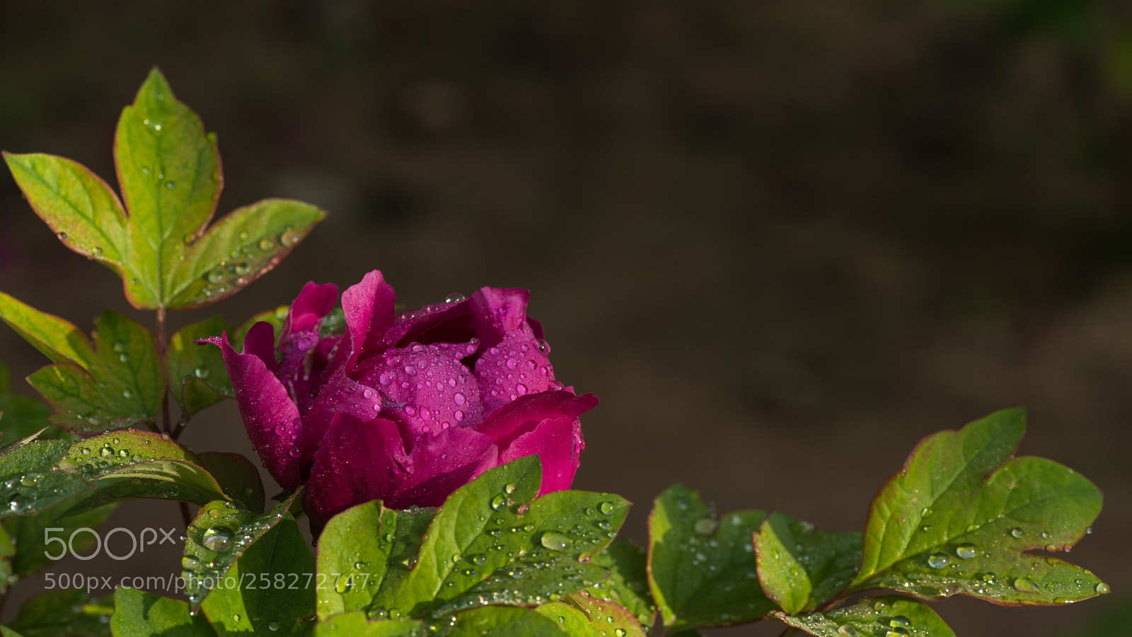 Nikon D800E sample photo. Subshrubby peony flower photography