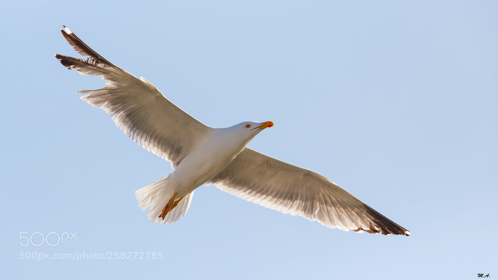 Canon EOS 6D sample photo. The flight of the photography