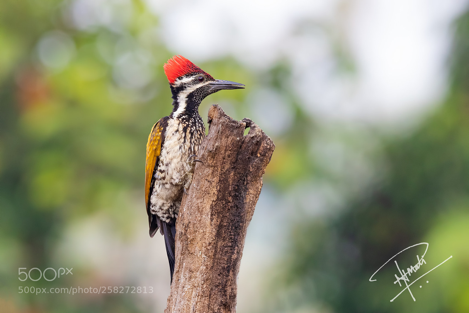 Canon EOS 5D Mark IV sample photo. Black-rumped flameback photography
