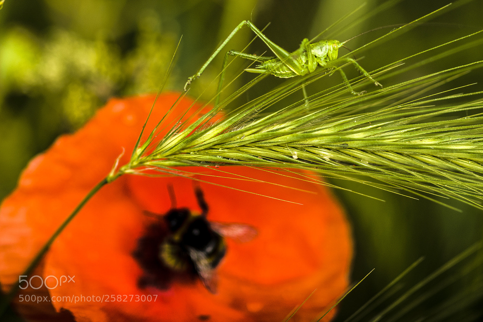 Nikon D800 sample photo. Camuflage photography