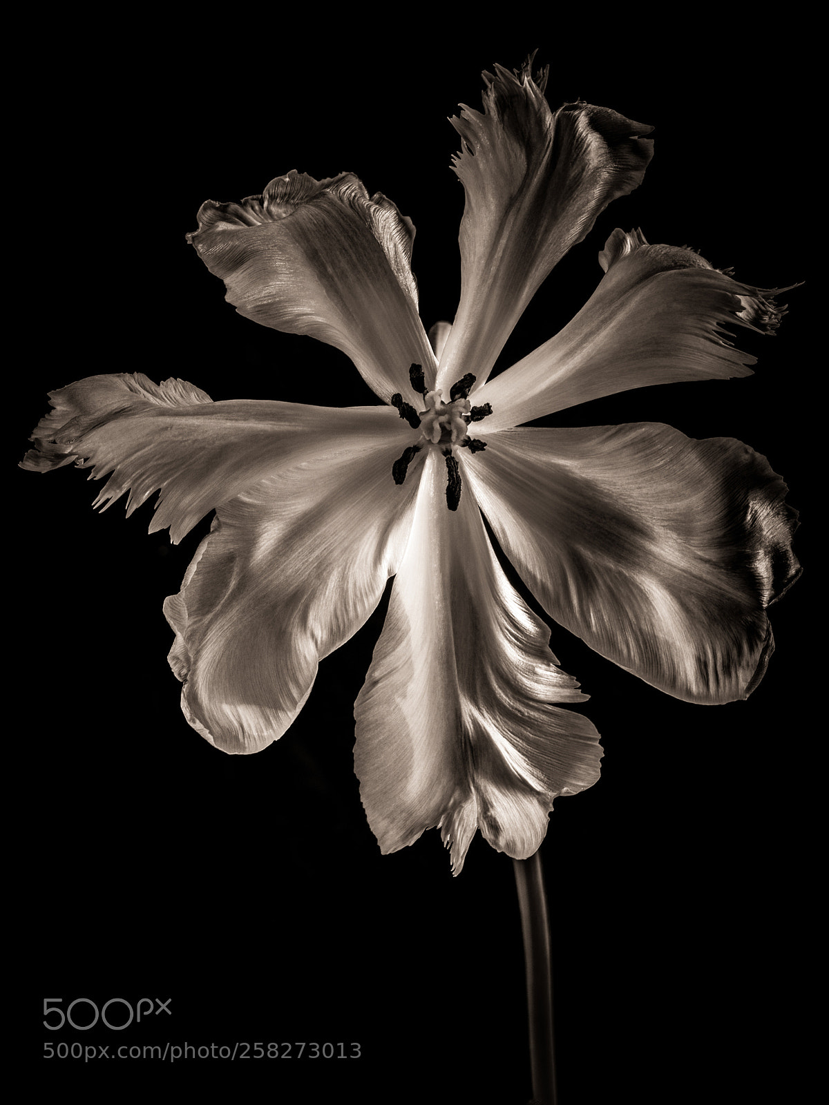 Fujifilm GFX 50S sample photo. Miranda tulip photography