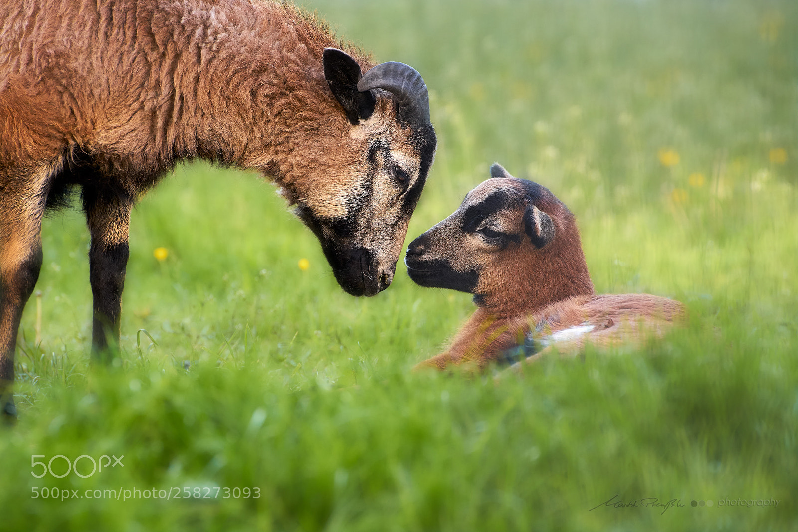 Sony a7 II sample photo. Sheep kisses photography