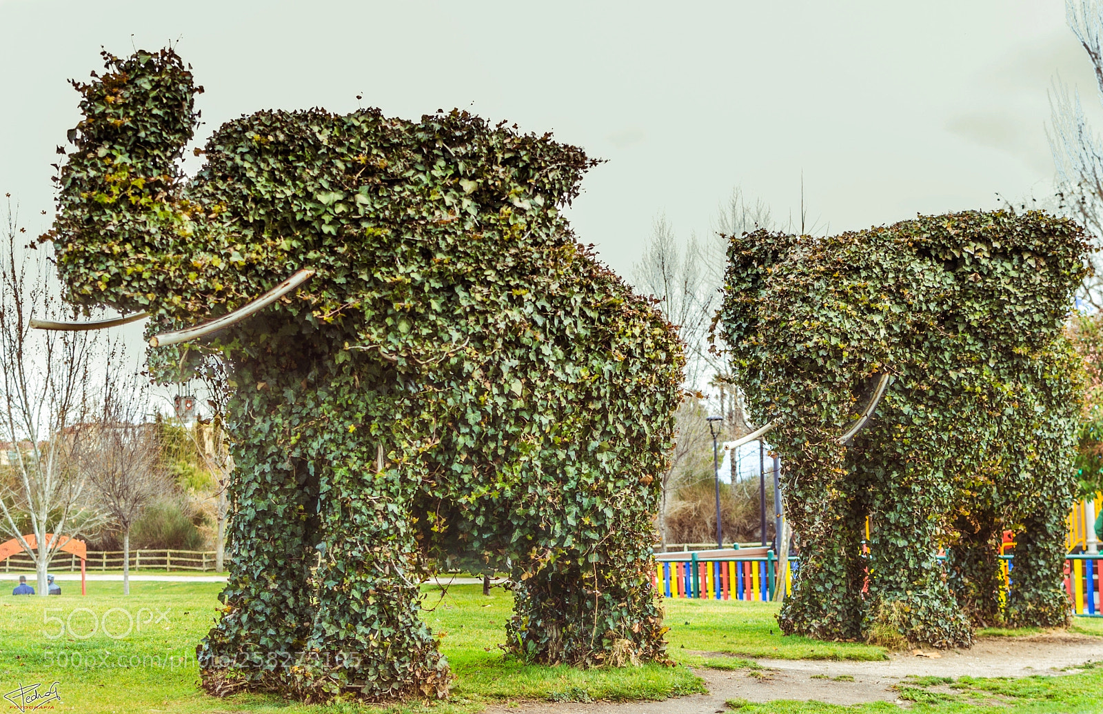 Nikon D3100 sample photo. Elephants photography
