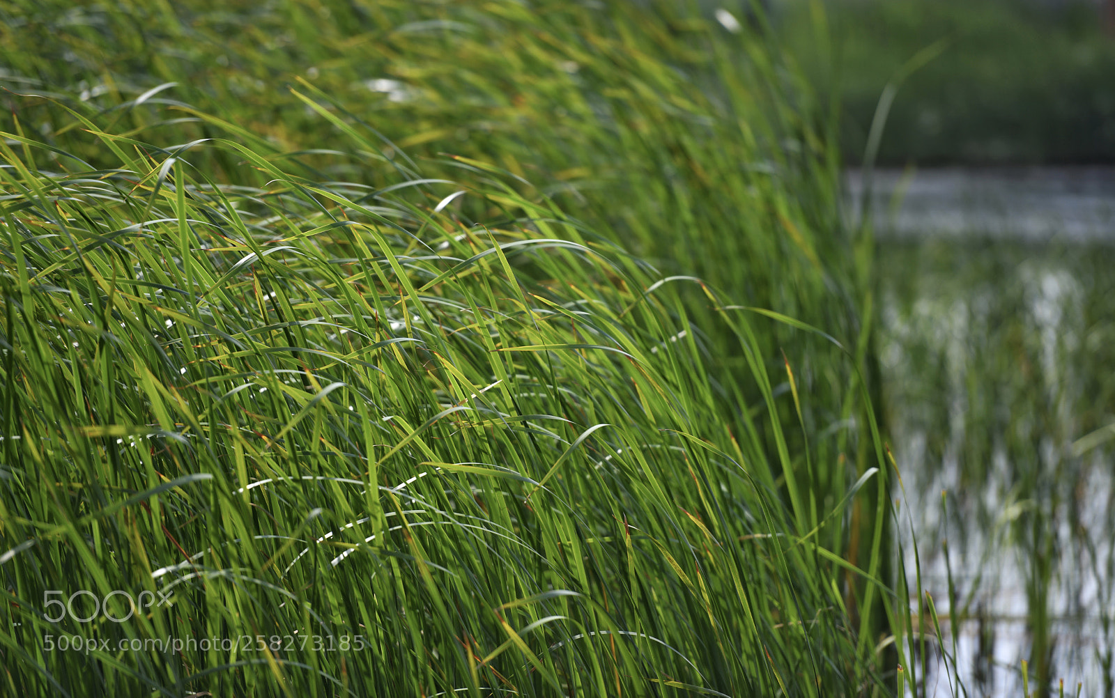 Nikon D850 sample photo. Untitled photography