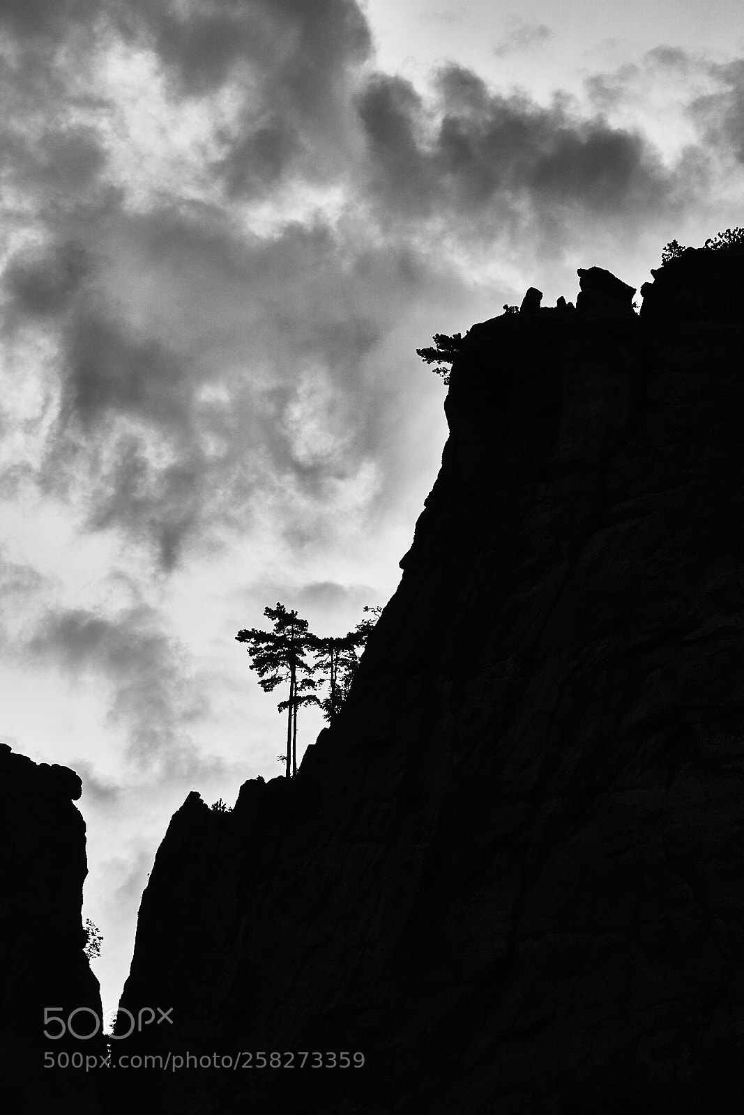 Sony a6000 sample photo. A tree among the photography