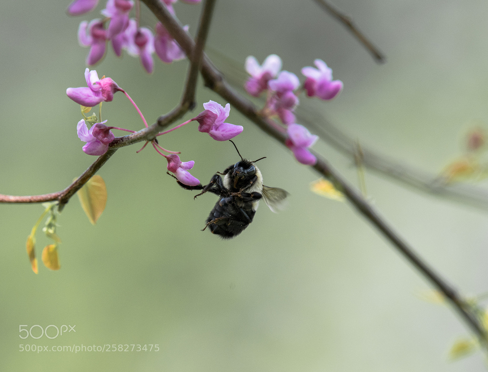 Nikon D750 sample photo. Bee in redbud tree photography