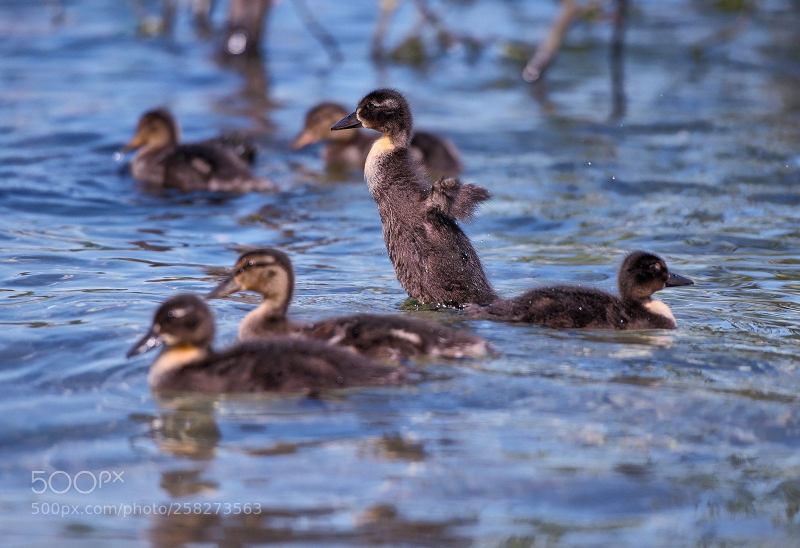 Nikon D800 sample photo. Funny duck kindergarden photography