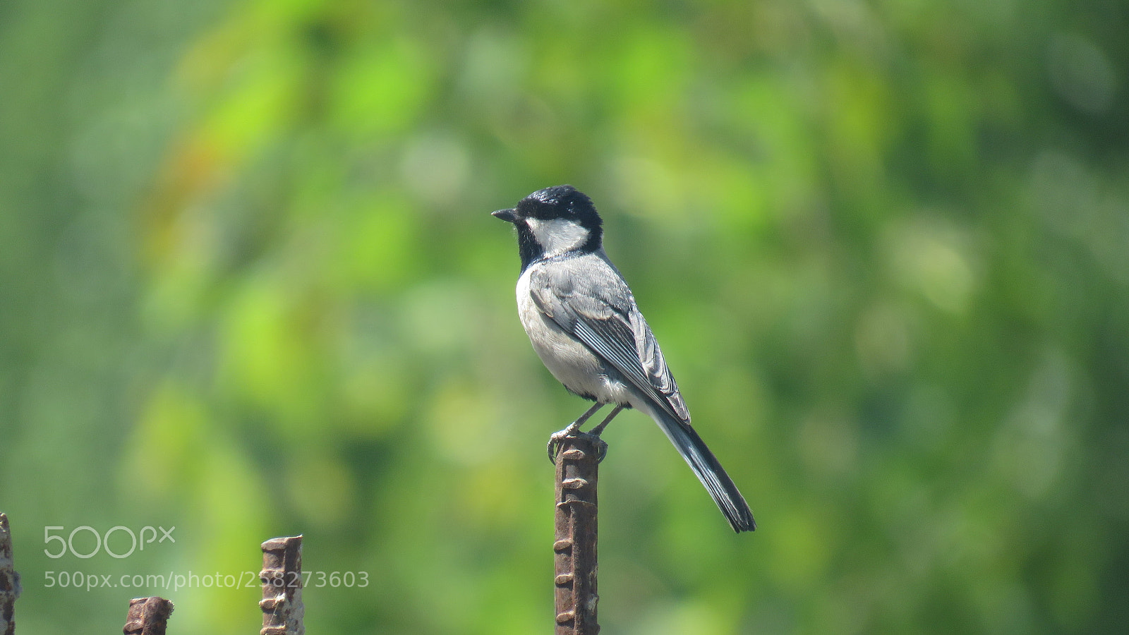 Canon PowerShot SX60 HS sample photo. Grey sparrow photography