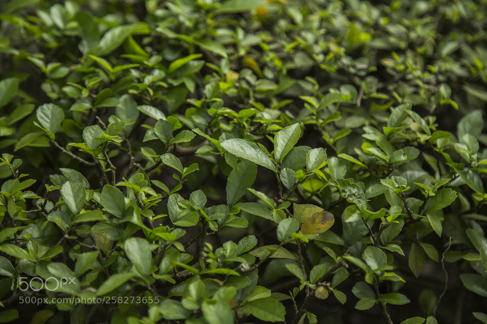 Canon EOS 6D sample photo. Img photography