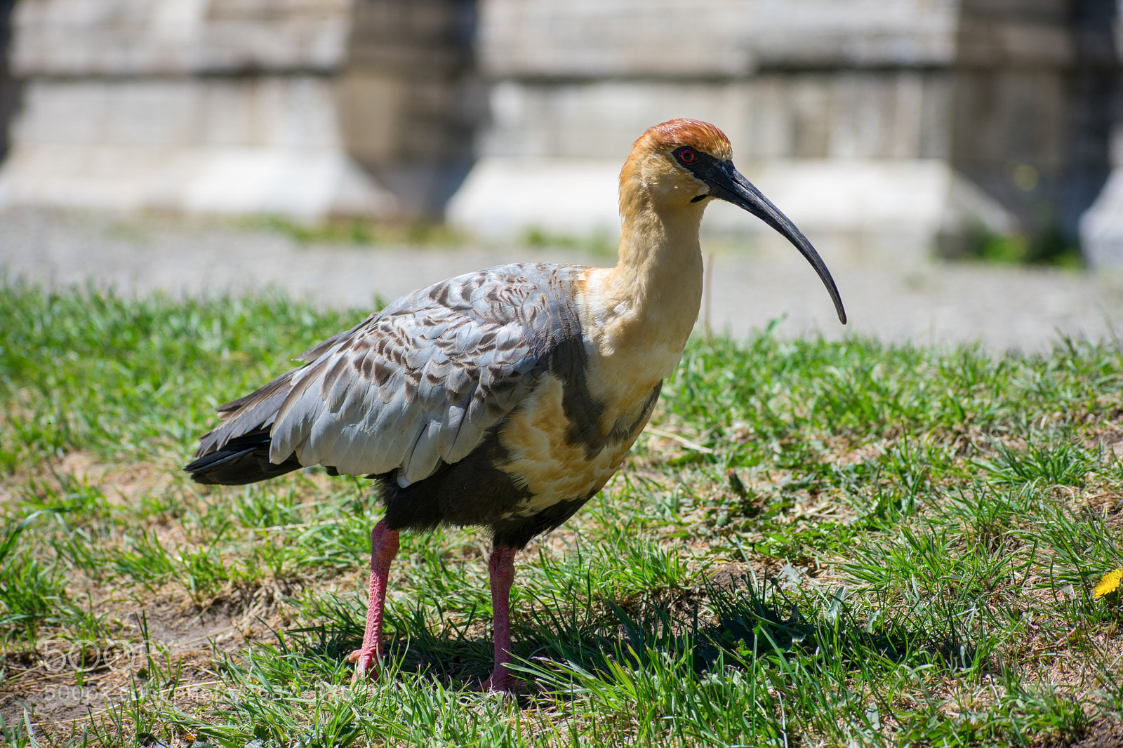 Nikon D3400 sample photo. Bandurria austral photography