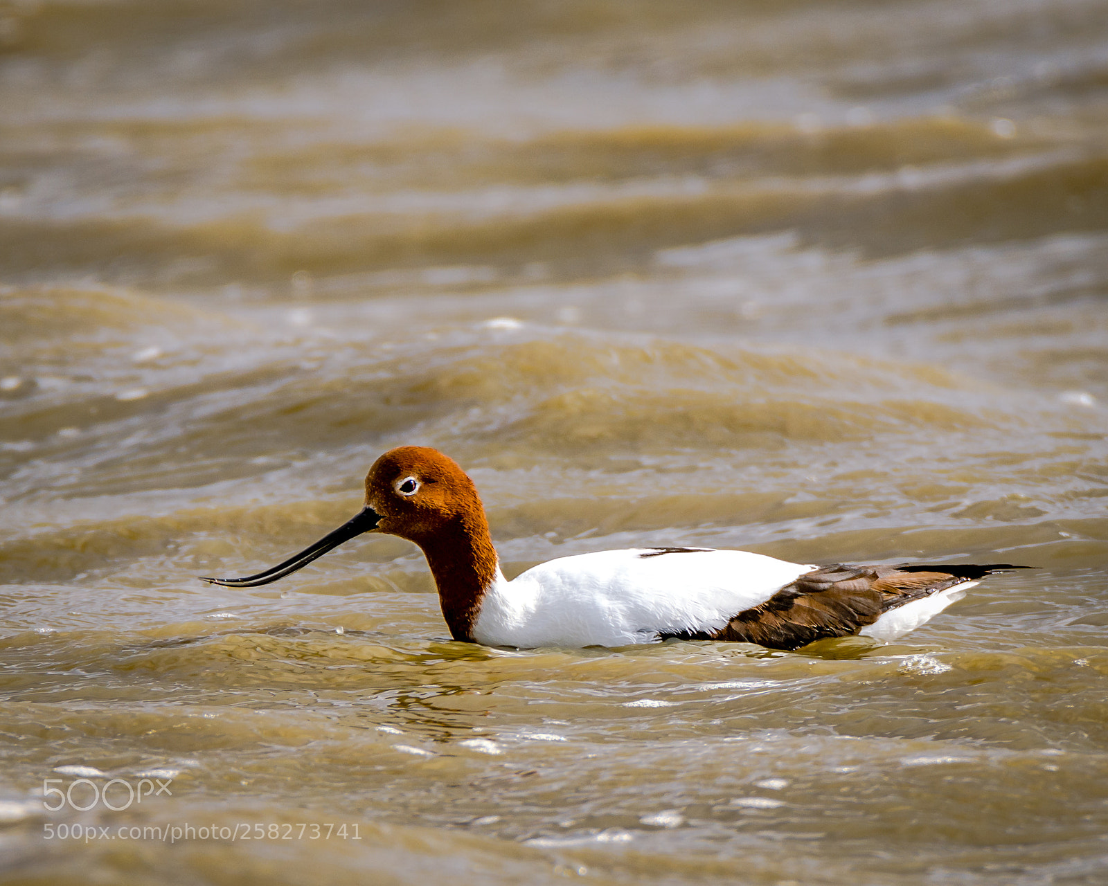 Nikon D7200 sample photo. Red-necked avocet photography