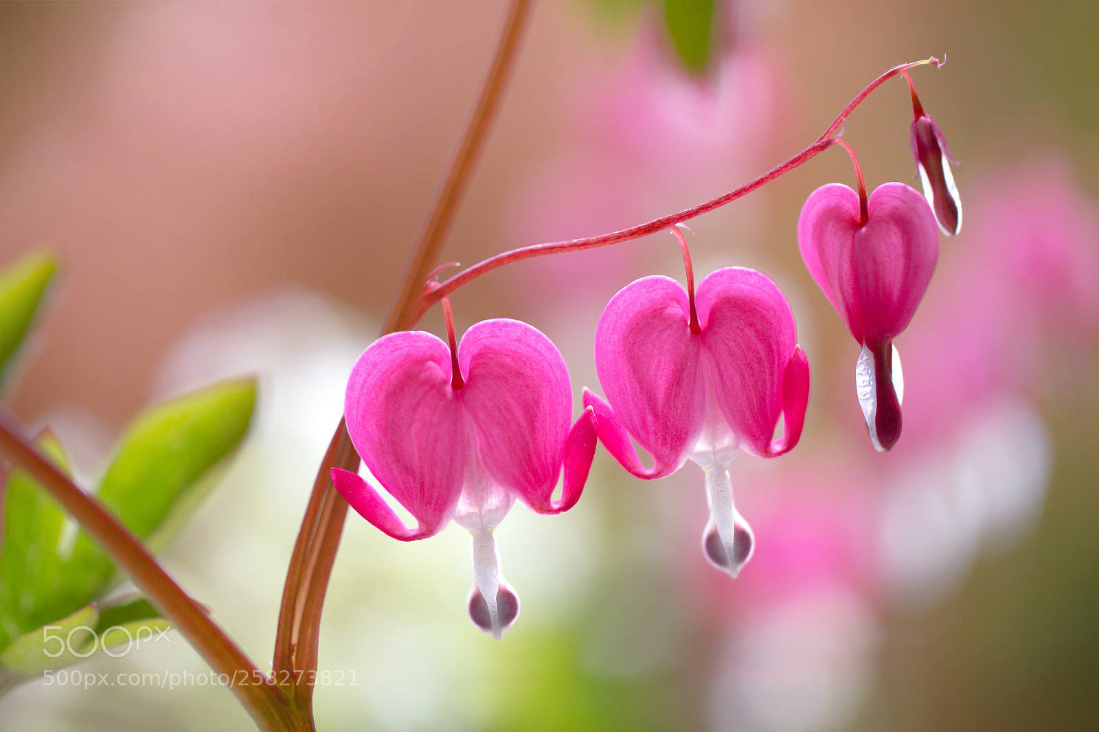 Canon EOS 7D sample photo. Dicentra photography