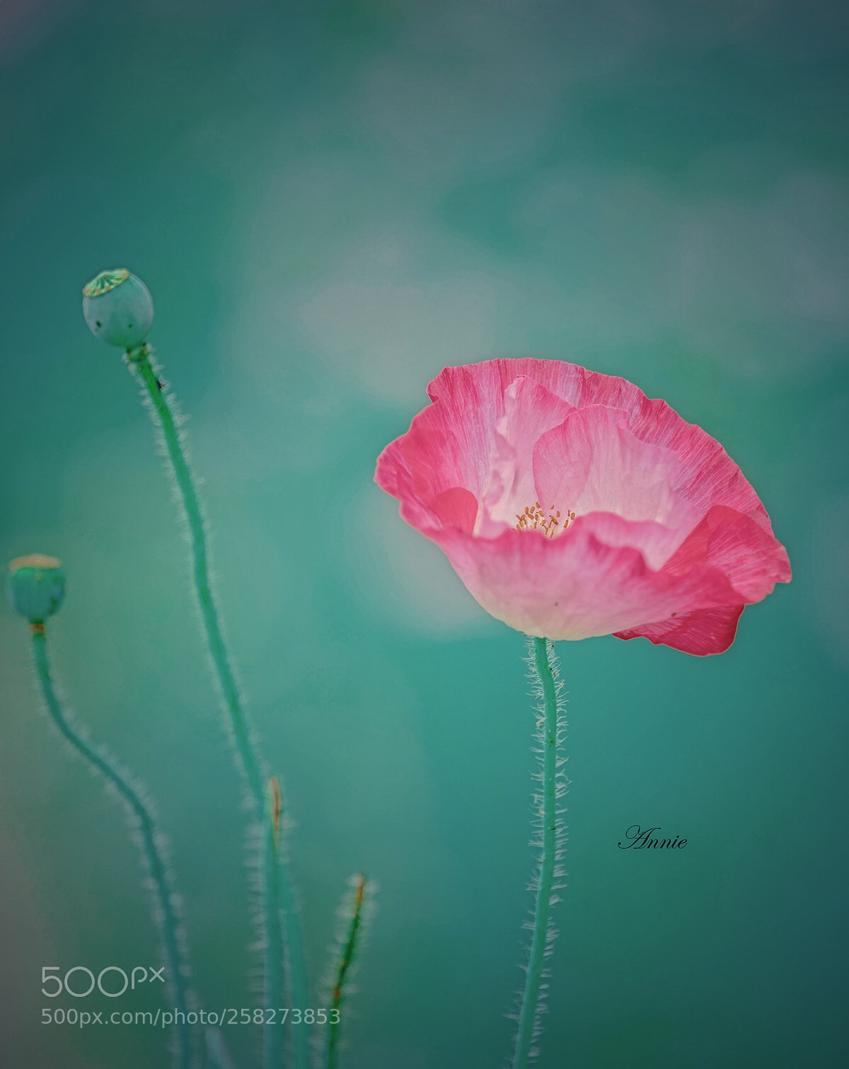 Sony a7R II sample photo. Gouache poppy photography